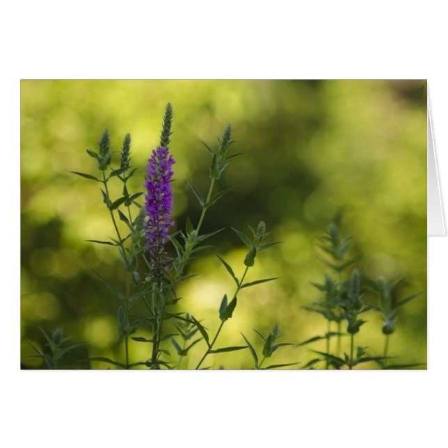 Paars in Gold (Voorkant Horizontaal)