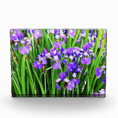 Paars Iris Acrylblok Fotoblokken (Voorkant)