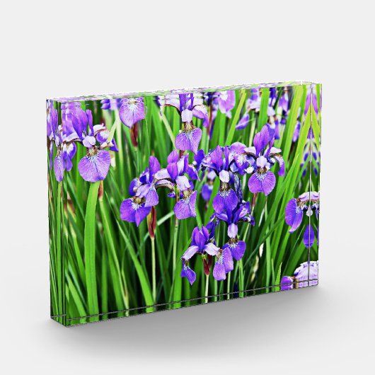Paars Iris Acrylblok Fotoblokken (Links)
