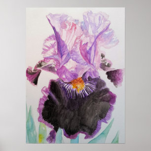 Paars Iris Art Floral Flowers Waterverf Poster