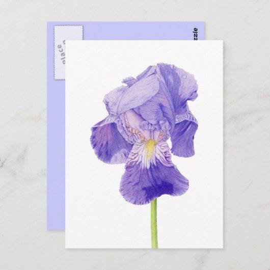 Paars Iris Briefkaart (Voorkant / Achterkant)