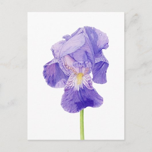 Paars Iris Briefkaart (Voorkant)