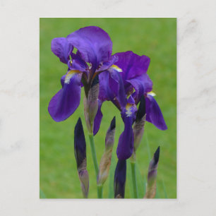 Paars Iris Briefkaart