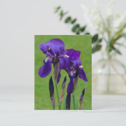 Paars Iris Briefkaart (Staand voorkant)