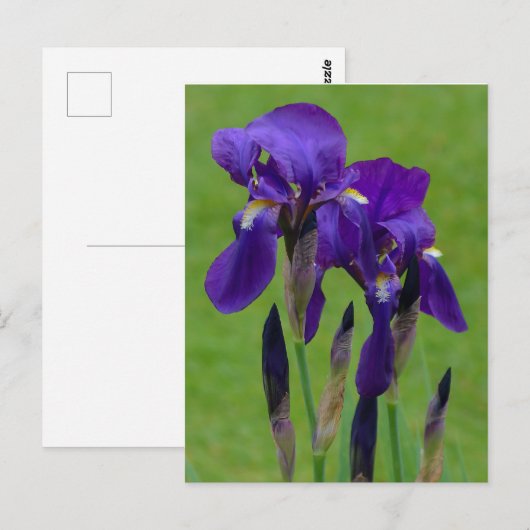 Paars Iris Briefkaart (Voorkant / Achterkant)