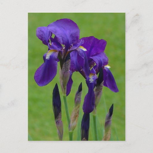Paars Iris Briefkaart (Voorkant)