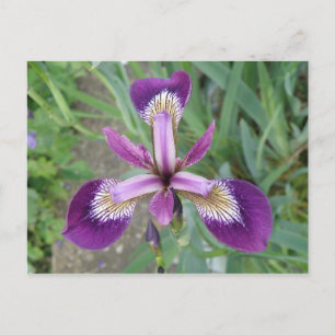 Paars Iris Briefkaart