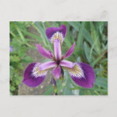 Paars Iris Briefkaart (Voorkant)