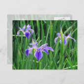 Paars Iris Briefkaart (Voorkant / Achterkant)