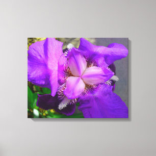 Paars Iris Canvas Afdruk