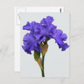  Paars Iris Floral Foto Briefkaart (Voorkant / Achterkant)