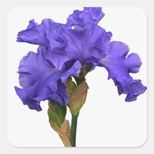  Paars Iris Floral Foto Vierkante Sticker (Voorkant)