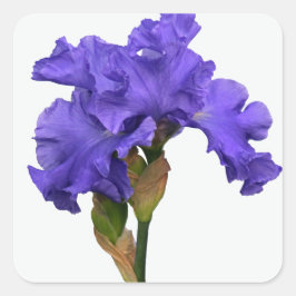  Paars Iris Floral Foto Vierkante Sticker