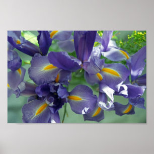 Paars Iris Flower Art-Poster Poster