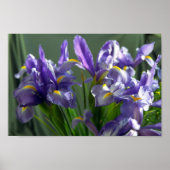 Paars Iris Flower Art-Poster Poster (Voorkant)