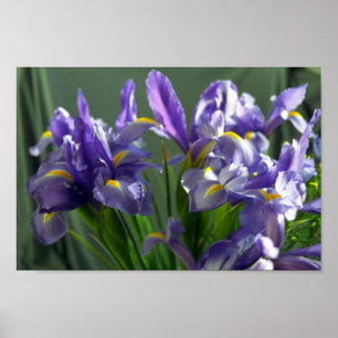 Paars Iris Flower Art-Poster Poster