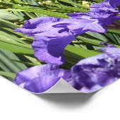 Paars Iris Garden Poster (Hoek)