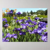 Paars Iris Garden Poster (Voorkant)