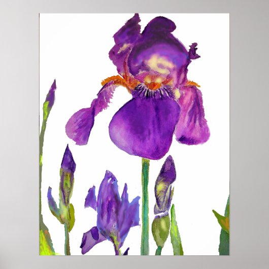 Paars Iris irises floral Flowers Poster (Voorkant)