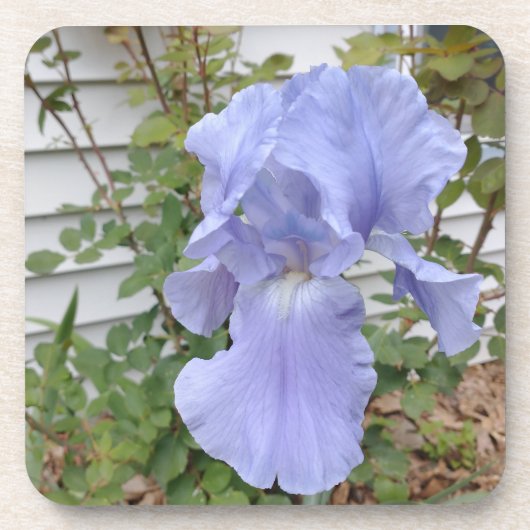 Paars Iris Onderzetter (Voorkant)