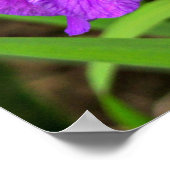 Paars Iris Poster (Hoek)