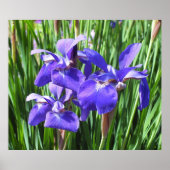 Paars Irises Poster (Voorkant)