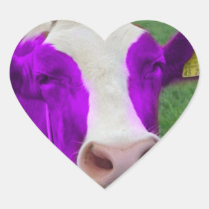 paars koeienhart hart sticker
