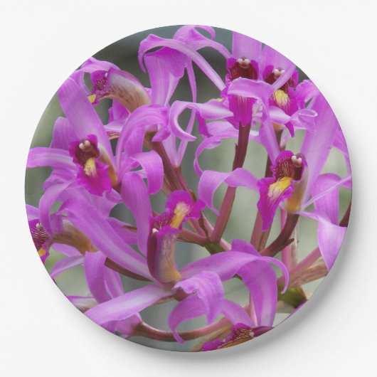 Paars Laelia Orchids Floral Papieren Bordje (Voorkant)