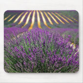 Paars lavendelveld muismat (Voorkant)