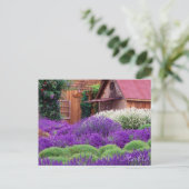Paars Lavender Italia Briefkaart (Staand voorkant)