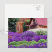 Paars Lavender Italia Briefkaart (Voorkant / Achterkant)