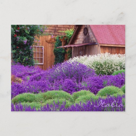 Paars Lavender Italia Briefkaart (Voorkant)