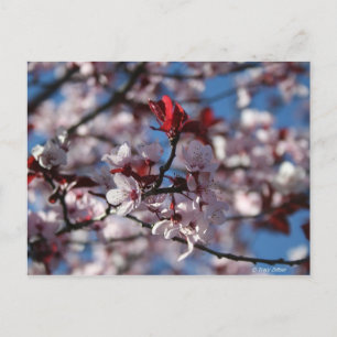 Paars-leaved Plum Briefkaart