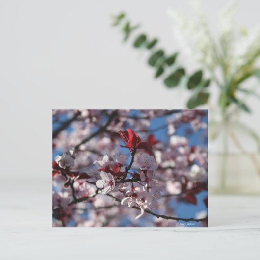 Paars-leaved Plum Briefkaart (Staand voorkant)