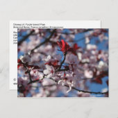 Paars-leaved Plum Briefkaart (Voorkant / Achterkant)