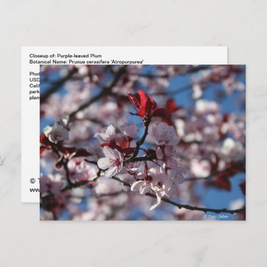 Paars-leaved Plum Briefkaart (Voorkant / Achterkant)