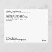 Paars-leaved Plum Briefkaart (Achterkant)