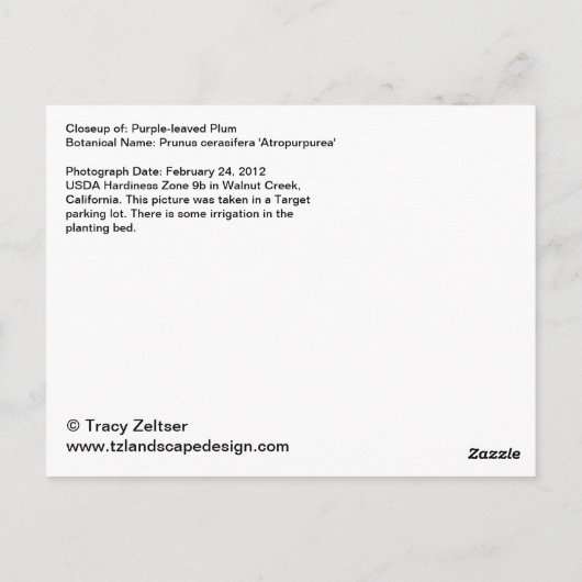 Paars-leaved Plum Briefkaart (Achterkant)