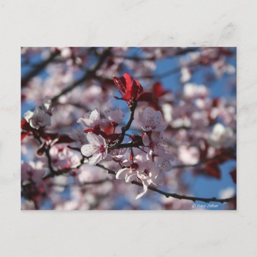 Paars-leaved Plum Briefkaart (Voorkant)