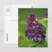 Paars Lila Briefkaart (Voorkant / Achterkant)