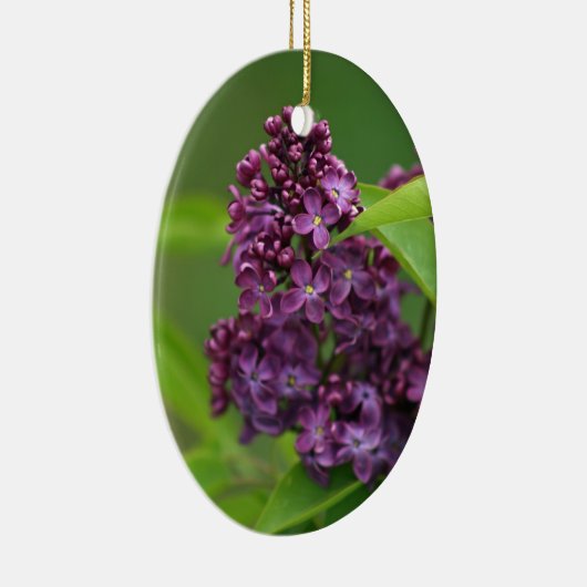 Paars Lila Ornament (Rechts)