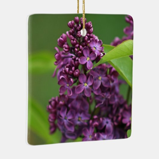 Paars Lila Ornament (Rechts)