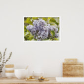 Paars Lila Poster (Keuken)