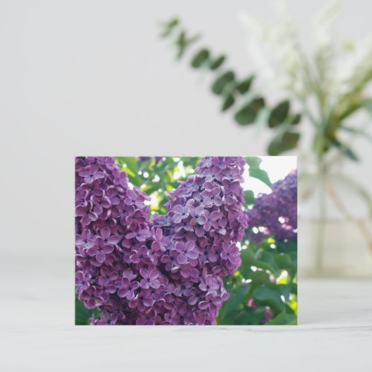 Paars Lilacs Briefkaart (Staand voorkant)