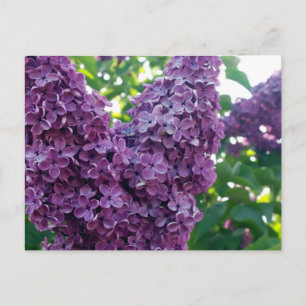 Paars Lilacs Briefkaart
