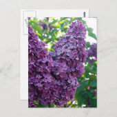 Paars Lilacs Briefkaart (Voorkant / Achterkant)