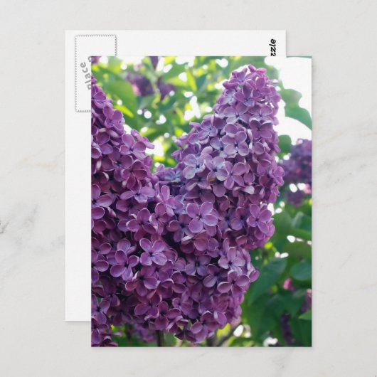 Paars Lilacs Briefkaart (Voorkant / Achterkant)