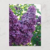 Paars Lilacs Briefkaart (Voorkant)