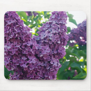 Paars Lilacs Muismat