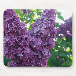 Paars Lilacs Muismat